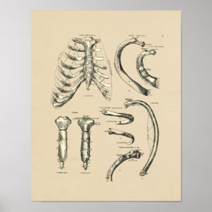 Vintage Sternale Anatomie 1880 Druck Poster