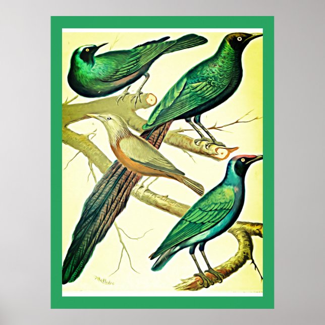 Vintage Sterne und Mynah-Vögel Poster (Vorne)