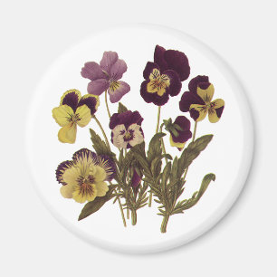 Vintage Stiefmütterchen in Blüte, Blumen des Garte Magnet