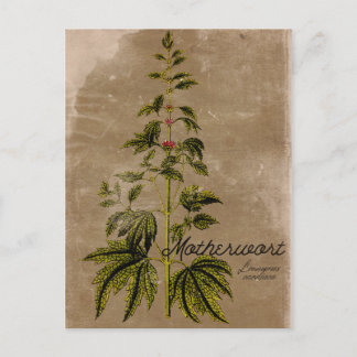 Vintage Stilmutterpflanze Postkarte