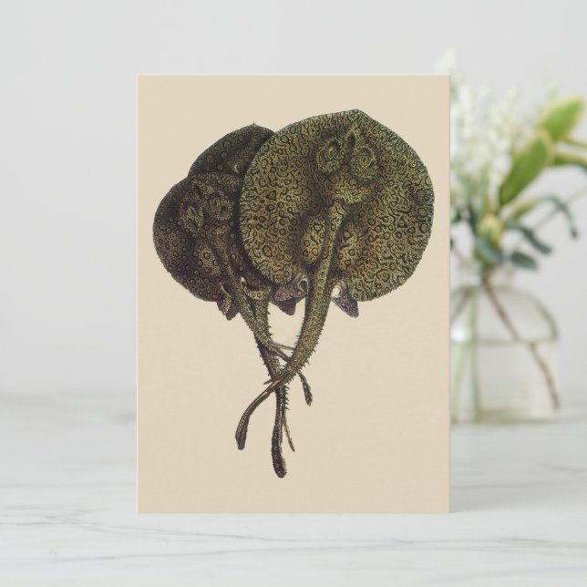 Vintage Stingrochen, Meerestiere (Stehend Vorderseite)