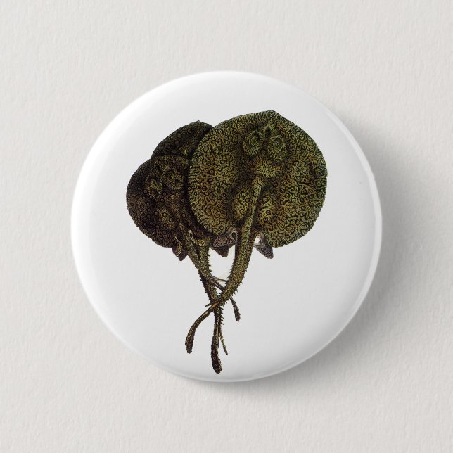 Vintage Stingrochen, Meerestiere Button (Vorderseite)