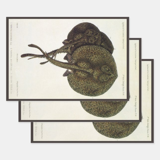 Vintage Stingrochen, Meerestiere Geschenkpapier Set (Set)