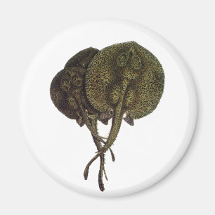 Vintage Stingrochen, Meerestiere Magnet