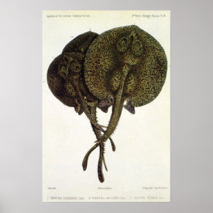 Vintage Stingrochen, Meerestiere Poster