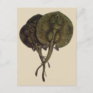 Vintage Stingrochen, Meerestiere Postkarte