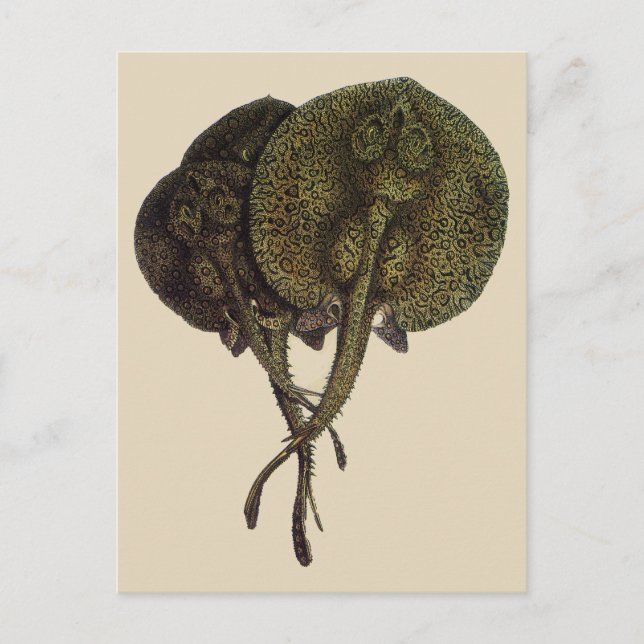 Vintage Stingrochen, Meerestiere Postkarte (Vorderseite)