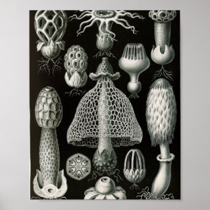 Vintage Stinkhorn-Pilze Wissenschaftliche Illustra Poster