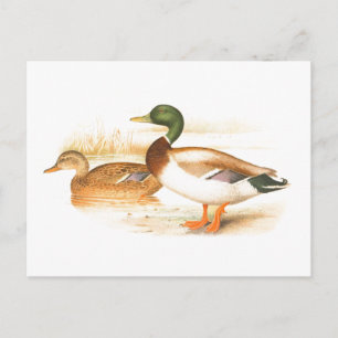 Vintage Stockenten-Illustration Postkarte