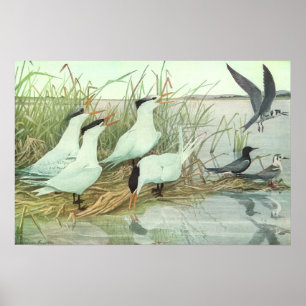Vintage Strandvögel in einem Sumpf von Louis Fuert Poster