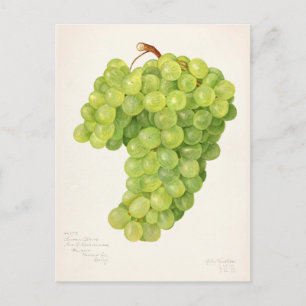 Vintage-Strauß grüner Trauben Fruchtmalerei Postkarte