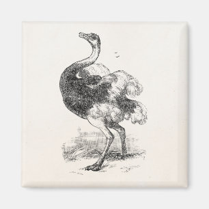 Vintage Strauß Vögel Personalisierte Vögel Strauße Magnet