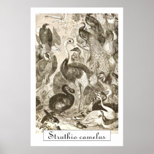 Vintage Straußen-Illustration Struthio camelus Poster