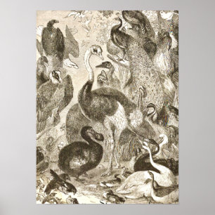 Vintage StraußenIllustration Struthio camelus Poster