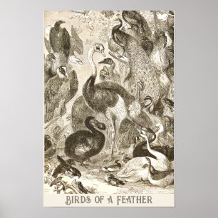 Vintage StraußenIllustration Struthio camelus Poster