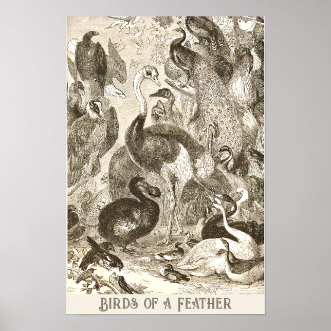 Vintage StraußenIllustration Struthio camelus Poster (Vorne)