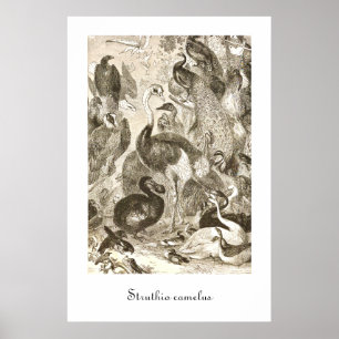 Vintage StraußenIllustration Struthio camelus Poster