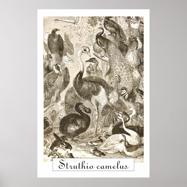 Vintage StraußenIllustration Struthio camelus Poster (Vorne)
