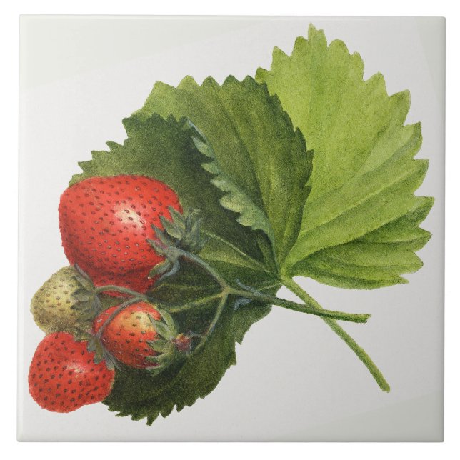 Vintage Strawberry-Illustration Fliese (Vorderseite)