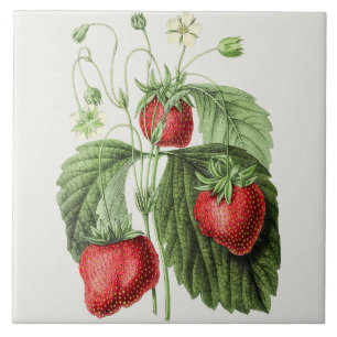 Vintage Strawberry-Illustration Fliese
