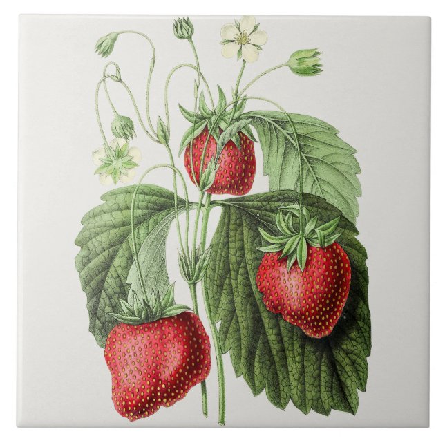 Vintage Strawberry-Illustration Fliese (Vorderseite)
