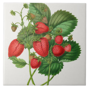 Vintage Strawberry-Illustration Fliese