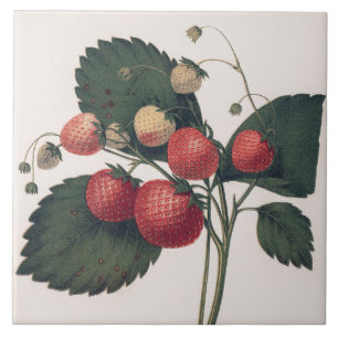 Vintage Strawberry-Illustration Fliese