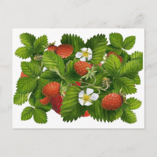 Vintage Strawberry Postkarte