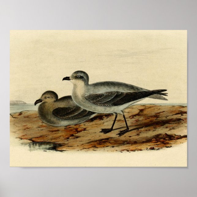 Vintage-Sturmwellenläufer-Vogel Poster (Vorne)