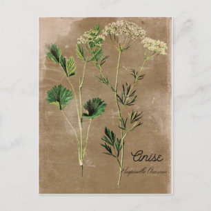 Vintage Style Anis Kraut Postkarte