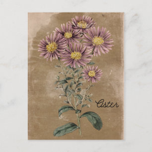 Vintage Style Aster-Blume Postkarte