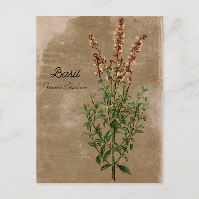 Vintage Style Basilikum-Kraut Postkarte (Vorderseite)