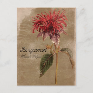 Vintage Style Bergamot-Pflanze Blume Postkarte