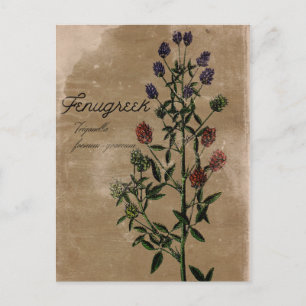 Vintage Style Bockshornklee Kraut Postkarte