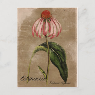 Vintage Style Echinacea Postkarte