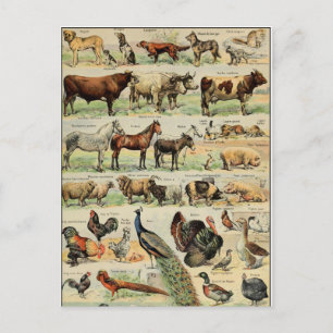 Vintage Style Farm Tiere Postkarte