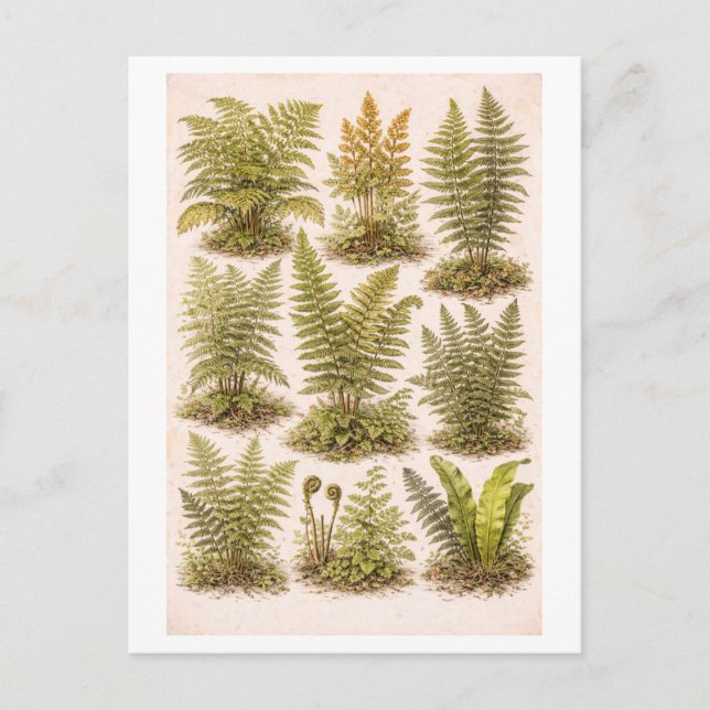 Vintage-Style Ferns Illustration Postkarte (Vorderseite)