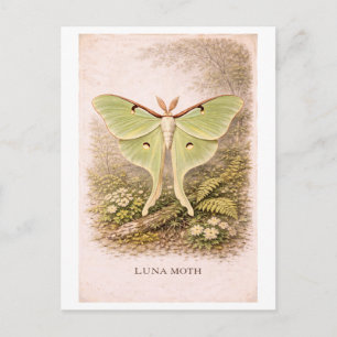 Vintage-Style-Illustration eines Mondfalters Postkarte
