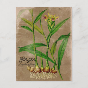 Vintage Style Ingwerwurzel-Pflanze Postkarte