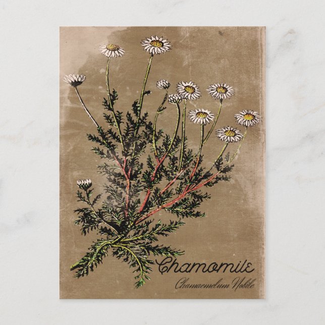Vintage Style Kamillenblüten Postkarte (Vorderseite)
