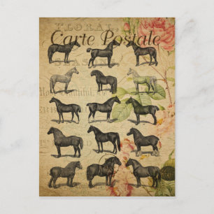 Vintage Style Schwarze Pferde Französische Carte P Postkarte