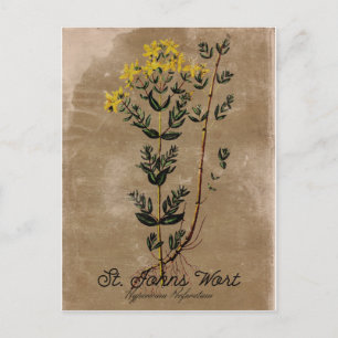 Vintage Style St. Johns Kraut Postkarte