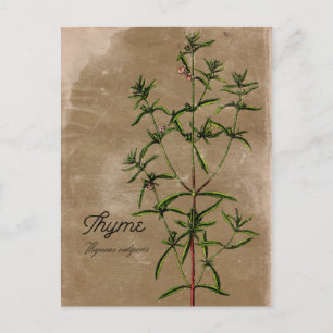 Vintage Style Thymian Krauter Postkarte