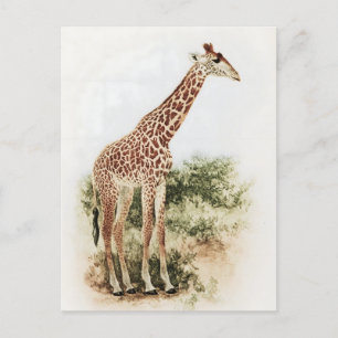 Vintage südafrikanische Giraffe Meadow Postkarte