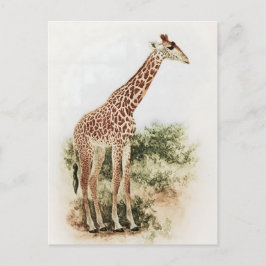 Vintage südafrikanische Giraffe Meadow Postkarte