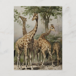 Vintage südafrikanische Giraffen Postkarte
