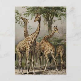 Vintage südafrikanische Giraffen Postkarte