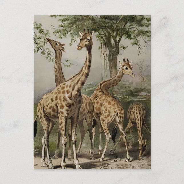 Vintage südafrikanische Giraffen Postkarte (Vorderseite)