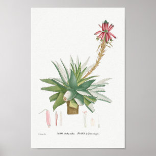 Vintage Sukkulente Illustration Poster