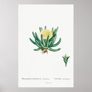 Vintage Sukkulente Illustration Poster